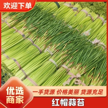2023年新鲜蒜台精品小把走超市发市场