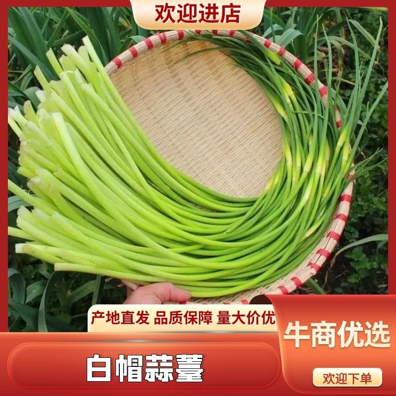 【白帽蒜薹】河南开封产地直供一手货源质量上乘量大优惠