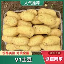 【精选】土豆精品V7土豆产地直发对接电商批发商
