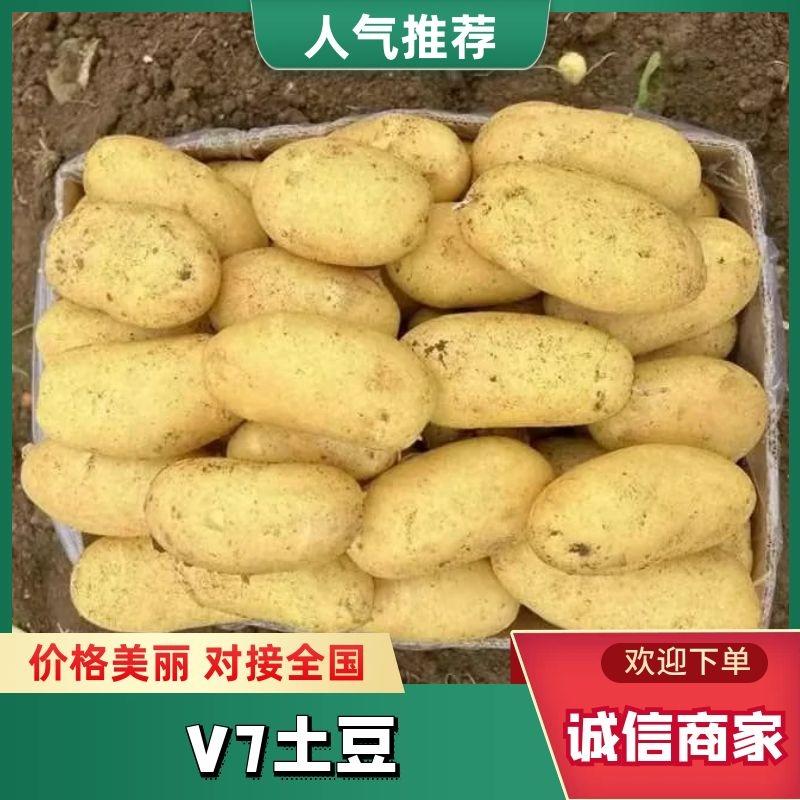 【精选】土豆精品V7土豆产地直发对接电商批发商