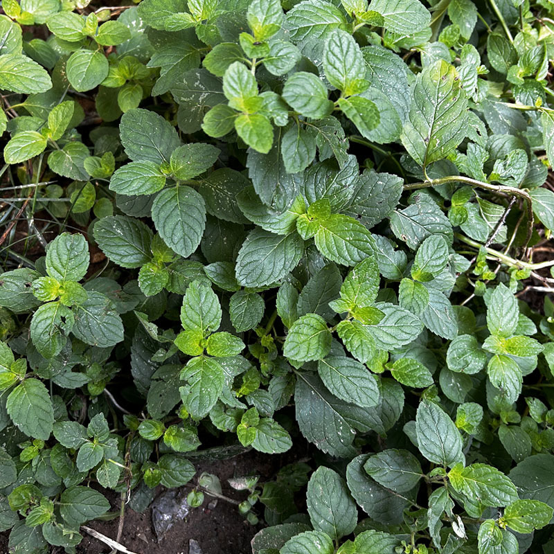 可食用薄荷种子留兰香种子阳台四季播种盆栽香草驱蚊