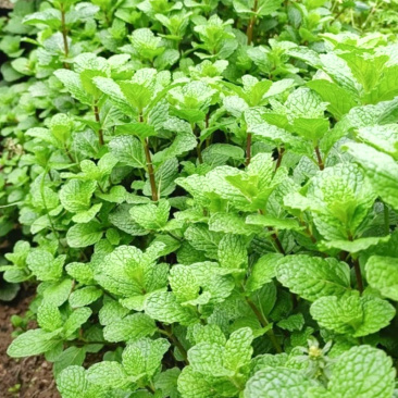 可食用薄荷种子留兰香种子阳台四季播种盆栽香草驱蚊