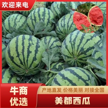 雷州市大棚美都无籽精品西瓜上市，一手货源，产地直发……
