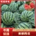 雷州市大棚美都无籽精品西瓜上市，一手货源，产地直发……