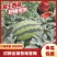 广东甜王西瓜大量上市一手货源，品质好，货源充足量大从优，
