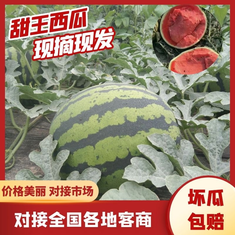 广东甜王西瓜大量上市一手货源，品质好，货源充足量大从优，