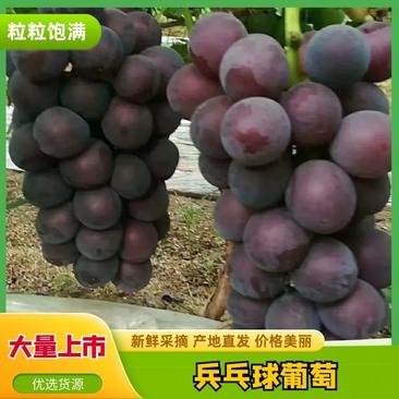 《现摘现发》河北饶阳乒乓球葡萄汁多味甜果肉肥厚全国发货