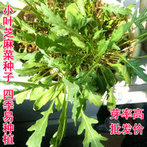 小叶芝麻菜种子批发意大利火箭菜多次採摘四季种植