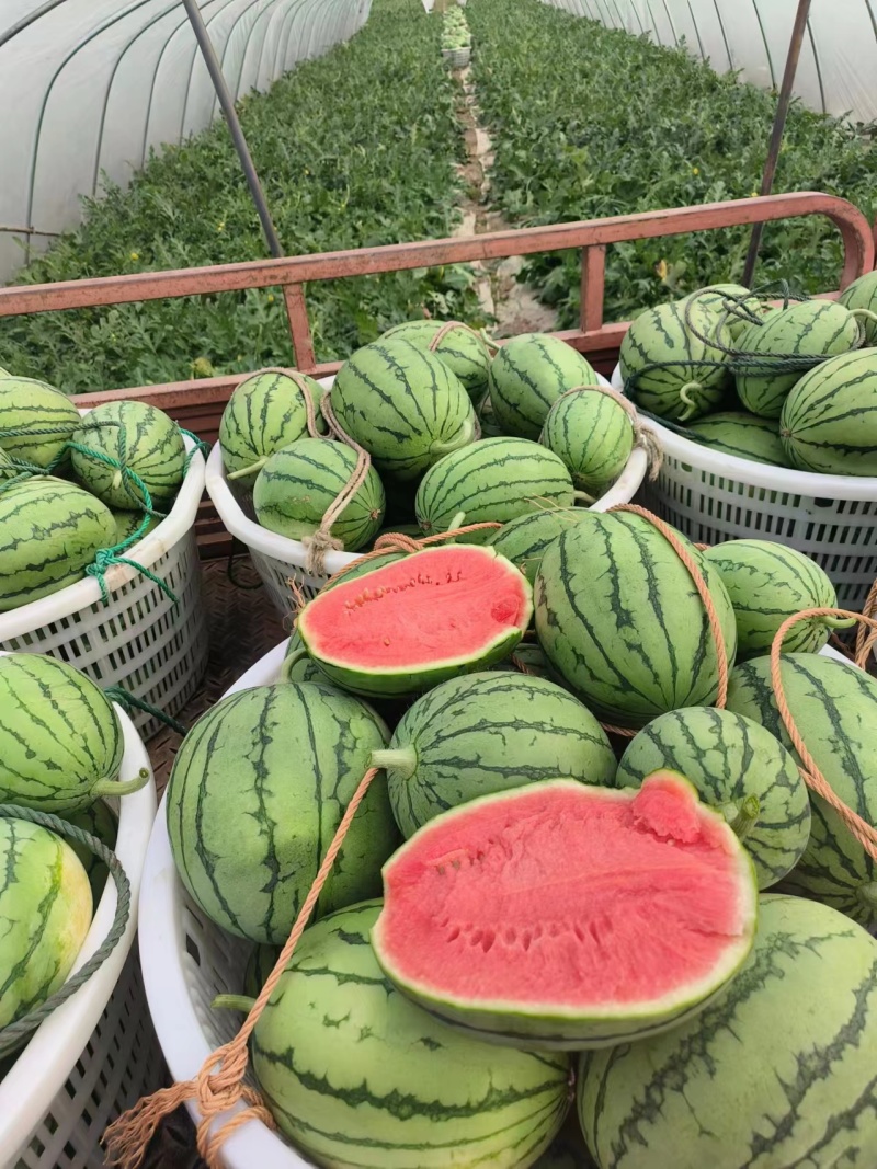 【优选】湖北早春红玉小糖丸西瓜货发全国品质保证对接全国
