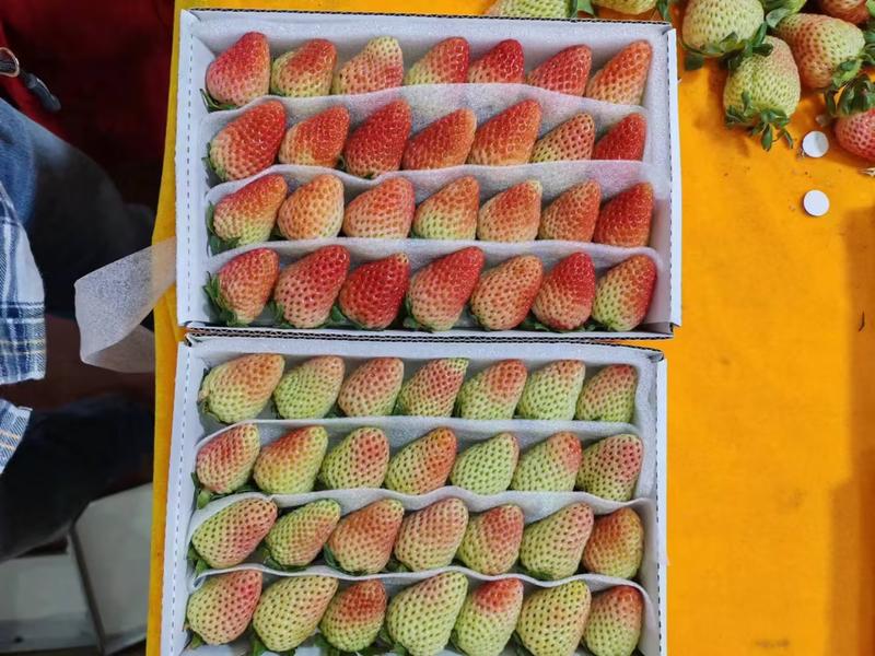 云南草莓对接电商市场商超等各类客户