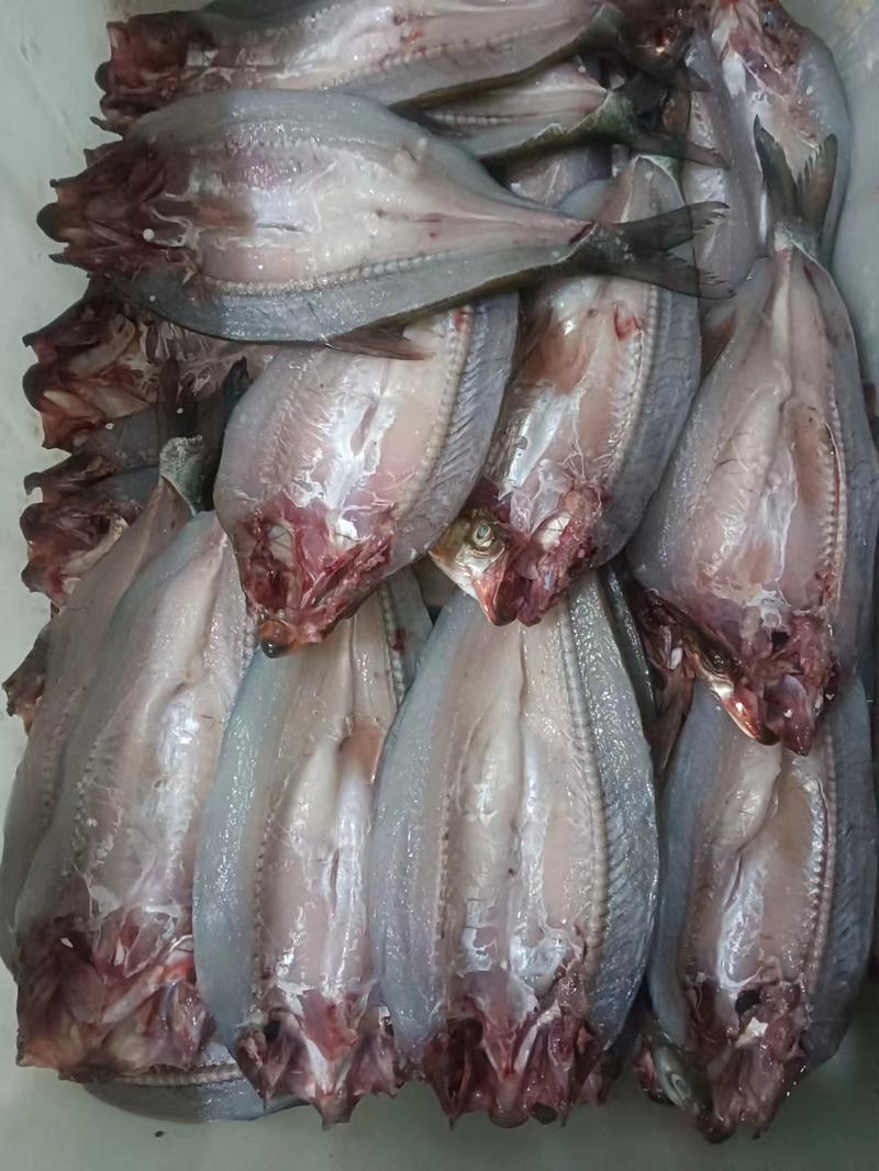 阳干大白刁，活鱼1.2-1.3斤腌制凉晒身长40cm±1