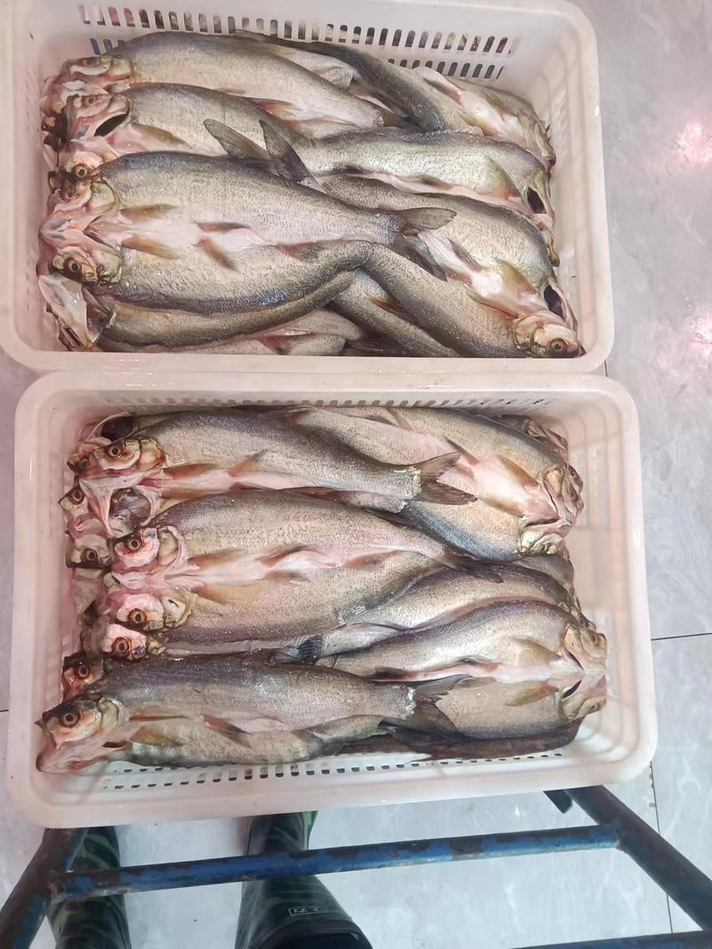 阳干大白刁，活鱼1.2-1.3斤腌制凉晒身长40cm±1