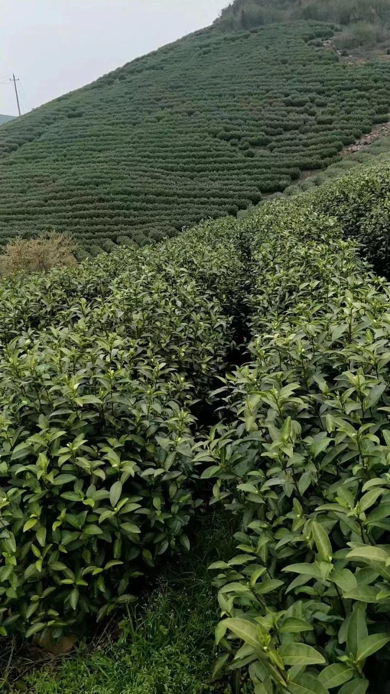 2024年安吉白茶自家茶叶山，量大价优，欢迎询价