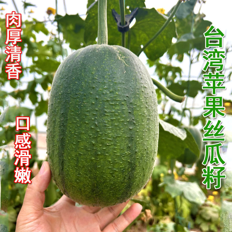 苹果肉丝瓜种子短棒型结果多肉厚抗病强基地品种