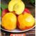 【果园直发】黄心油桃中油油桃大量现货可视频看货一件代发