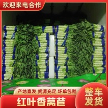 精品莴苣福建红莴笋大量上市品质保障对接电商超市批发