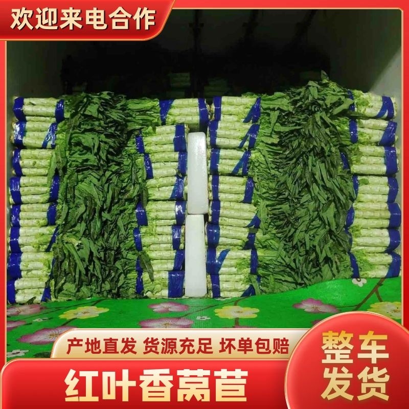 精品莴苣福建红莴笋大量上市品质保障对接电商超市批发
