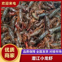 【精品】湖北潜江小龙虾供应，新鲜发货，量大从优规格齐全