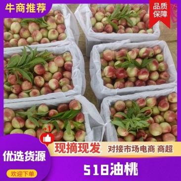 白肉油桃品种518大量有货口感脆甜颜色鲜靓