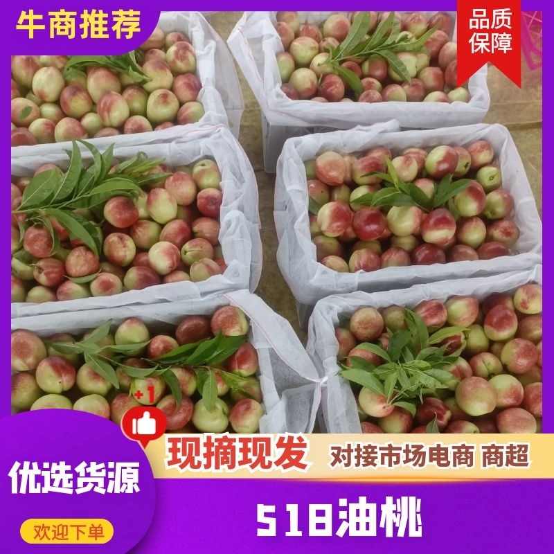 白肉油桃品种518大量有货口感脆甜颜色鲜靓