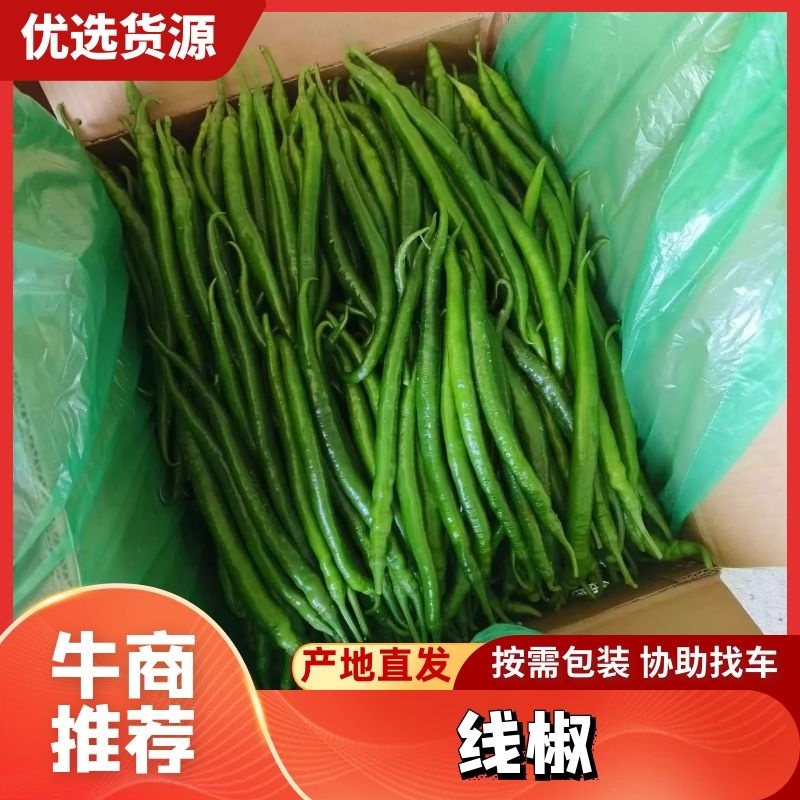 本地线椒大量上市。颜色绿条直，货源充足，价位合理。