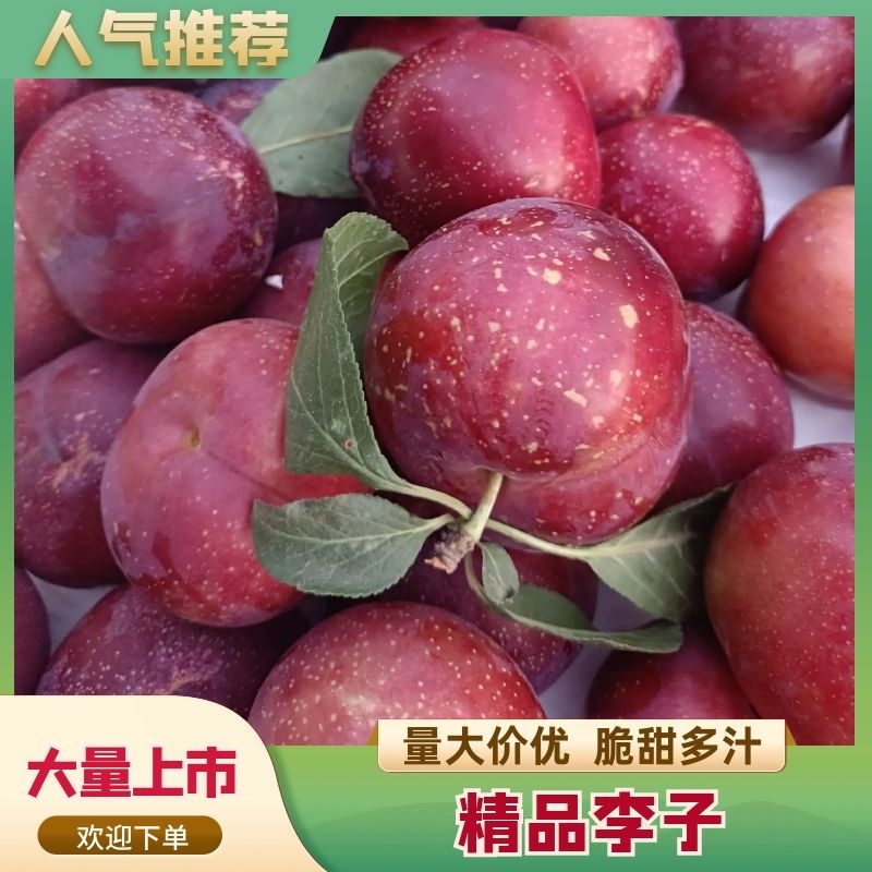 湖北李子红包宝石紫琥珀黑总统市场货电商果量大
