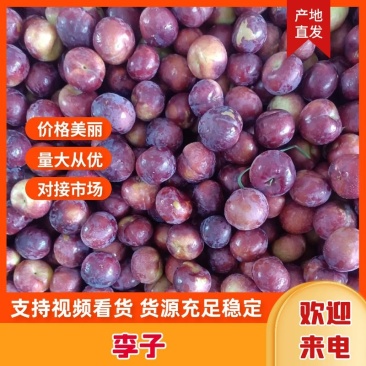 湖北李子红包宝石紫琥珀黑总统市场货电商果量大