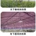 蔬菜花卉大棚专用带线灯口40米10灯头专用防水灯头跑马线