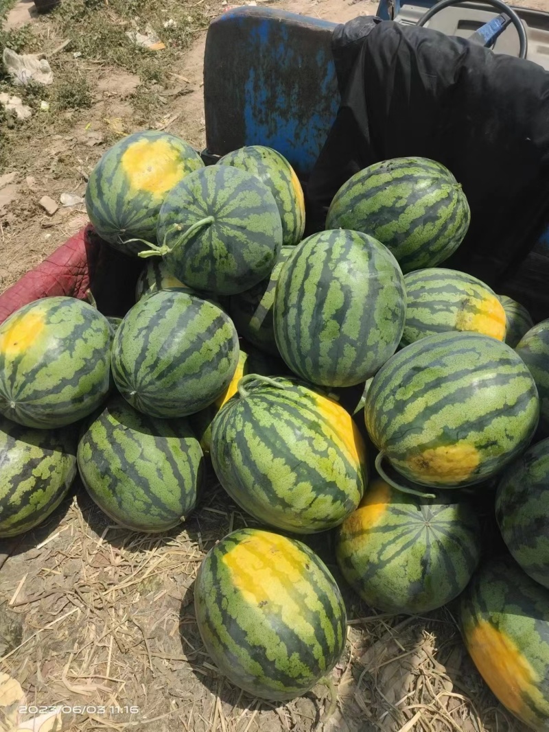【精】西瓜甜王那个美都西瓜大量上市全国发货