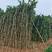 三角梅中国红丛生藤条，高4-5米规格齐全可视频看货电联