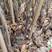 三角梅中国红丛生藤条，高4-5米规格齐全可视频看货电联
