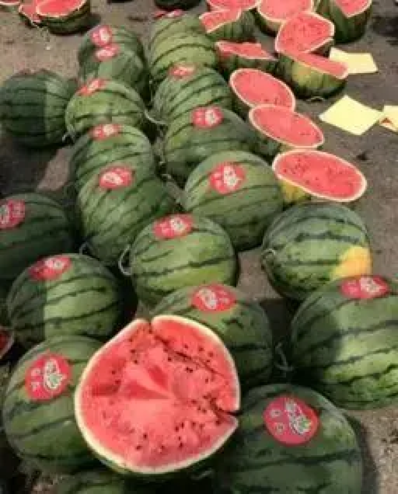 【嘉年华西瓜】嘉年华西瓜薄皮汁多商超基地发可视频看货