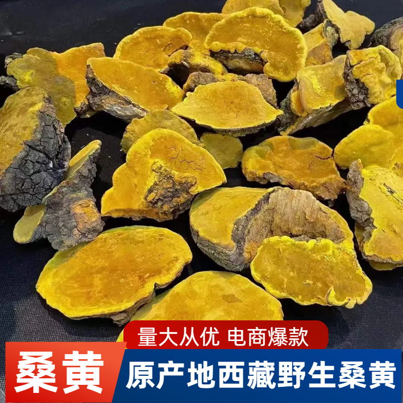 桑黄桑黄暴马丁常年供应大货批发大量有货