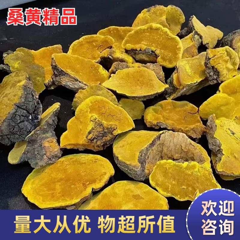 桑黄桑黄暴马丁常年供应大货批发大量有货