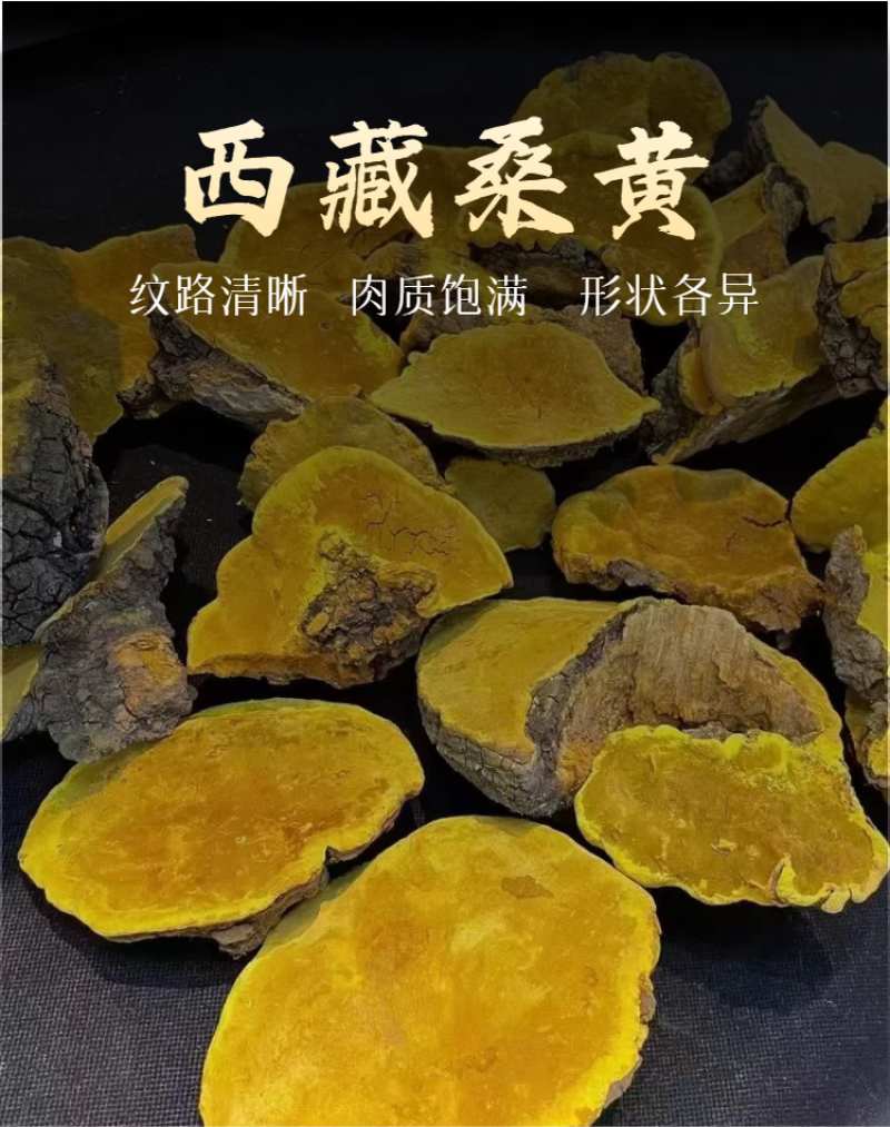 桑黄桑黄暴马丁常年供应大货批发大量有货