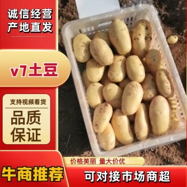 V7黄皮黄心土豆马铃薯洋芋大量供应通货2026新土豆