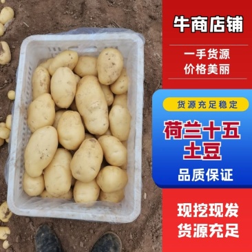 山东滕州2026年精品荷兰十五黄皮黄心土豆通货精品。