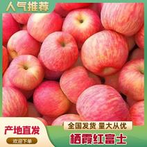 【栖霞红富士苹果】大量供应产地批发口感甜脆多汁