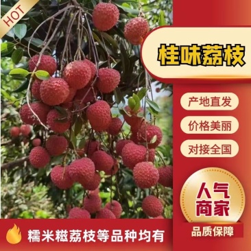 从化增城桂味，糯米糍，槐枝，禾枝一件代发，整车发，代办