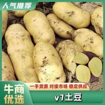 精品【电商货】2-4中果小土豆品种多规格齐全