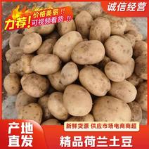 精品土豆【黄心土豆】v7土豆沃土黄皮黄心