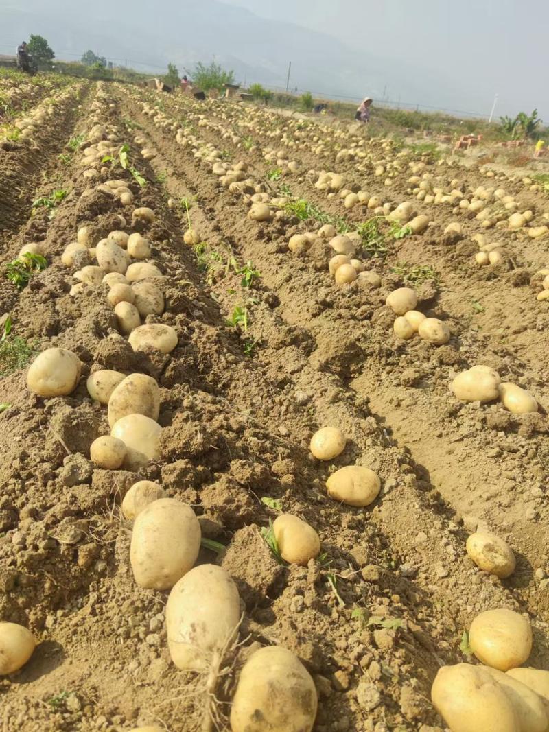 沃土5号实验一超大个精品土豆现挖现发对接电商批发商