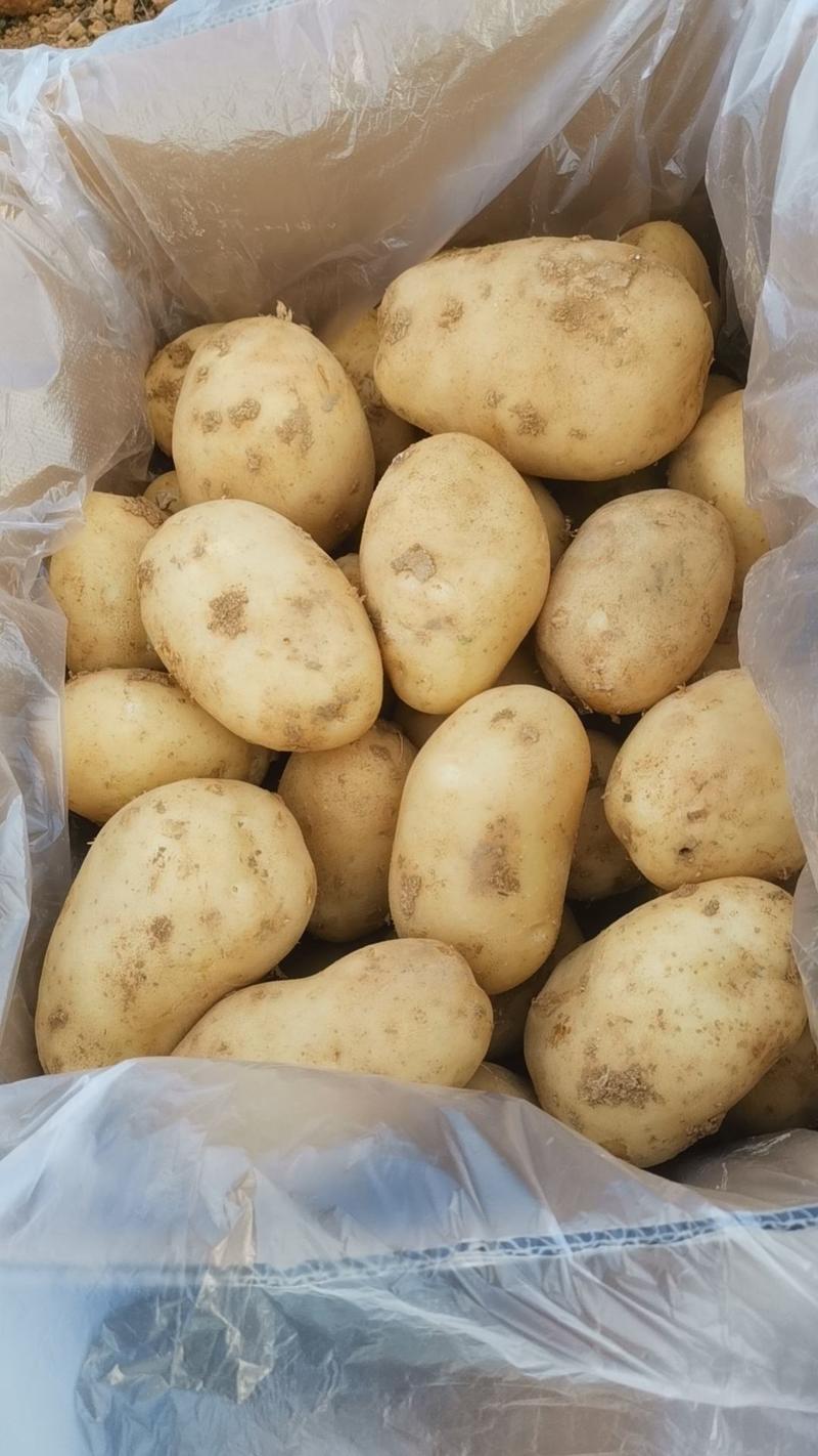 沃土5号实验一超大个精品土豆现挖现发对接电商批发商