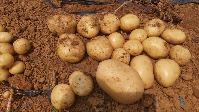 【土豆】沃土5号实验一号荷兰系列均大量产地出货