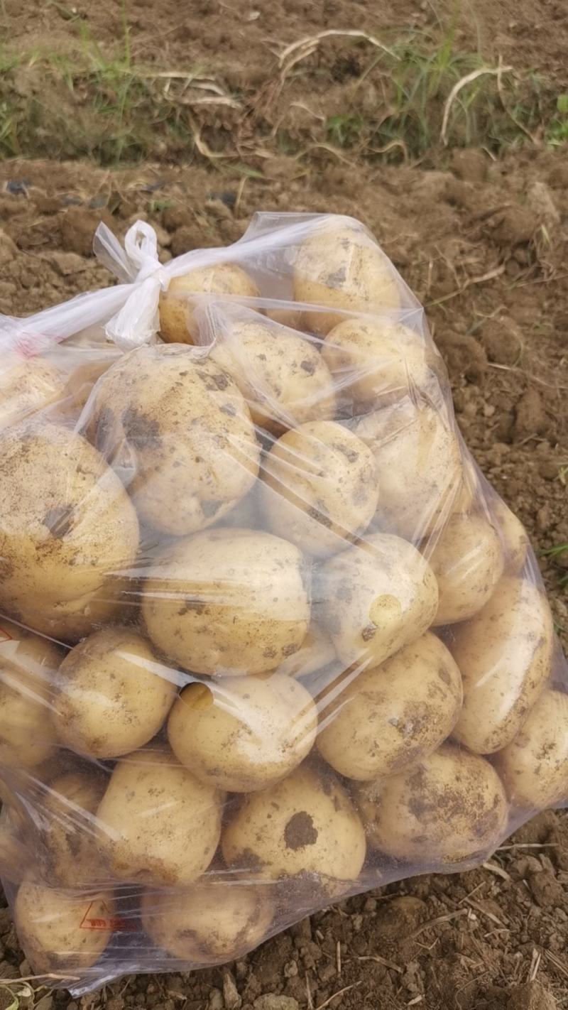 【土豆】沃土5号实验一号荷兰系列均大量产地出货