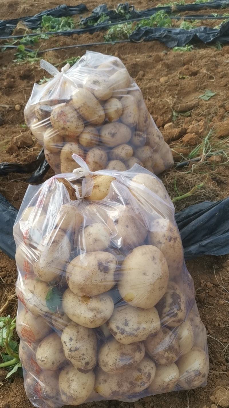 【土豆】沃土5号实验一号荷兰系列均大量产地出货