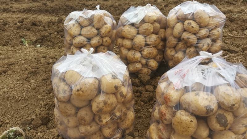 【土豆】沃土5号实验一号荷兰系列均大量产地出货