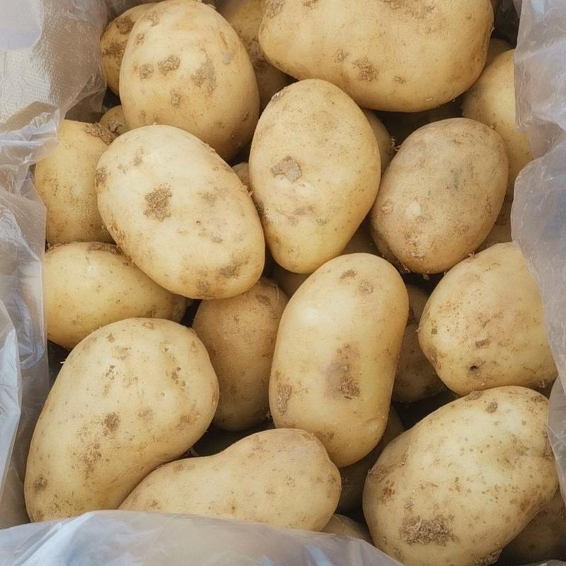 【湖北土豆】沃土5号实验一号荷兰系列均大量产地出货