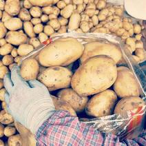 v7沃土实验1号荷兰规格全广西产地土豆对接全国客商
