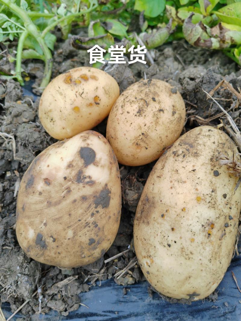 广西万亩土豆基地，超市精品电商通货工厂货均大量供应